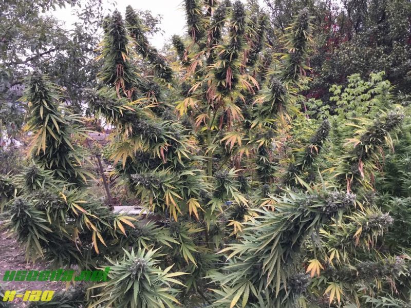 X-120 SuperAuto, Фасовка: 5, изображение 5