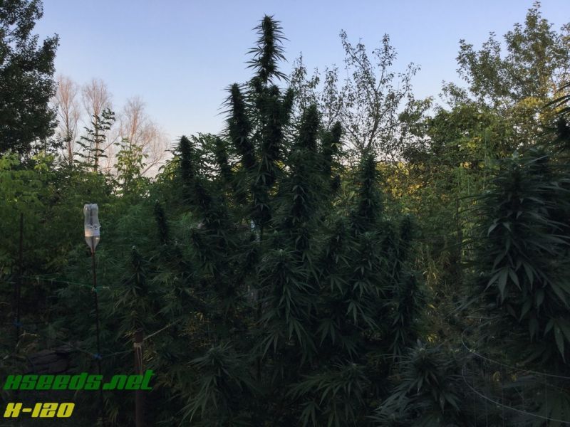 X-120 SuperAuto, Фасовка: 5, изображение 13