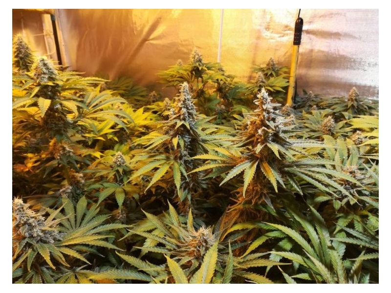 Amnesia Molotov, Фасовка: 5, изображение 2