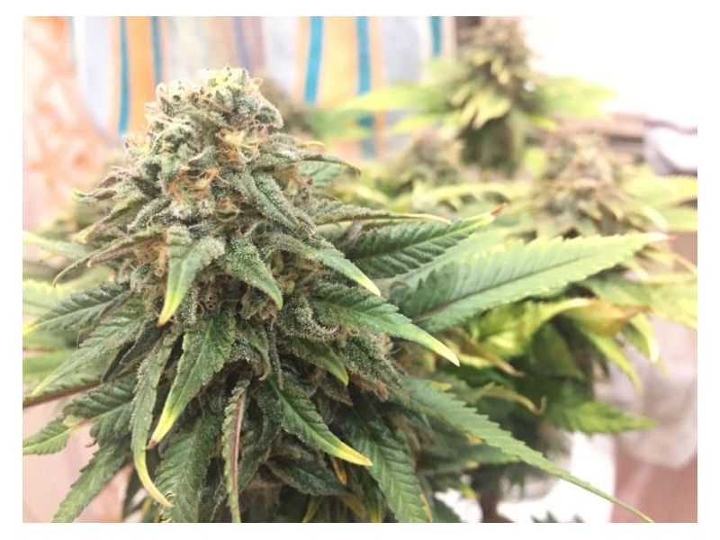 Baykal Express, Фасовка: 5, изображение 8