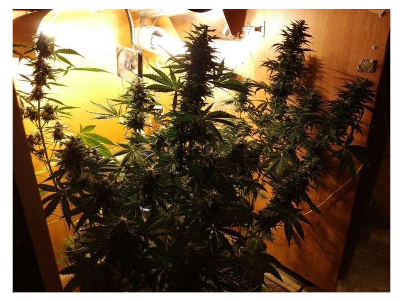 Baykal Express, Фасовка: 5, изображение 10