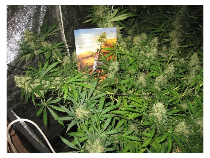 Baykal Express, Фасовка: 5, изображение 3