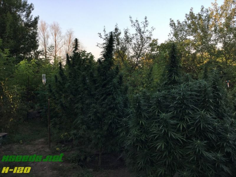 X-120 SuperAuto, Фасовка: 5, изображение 14