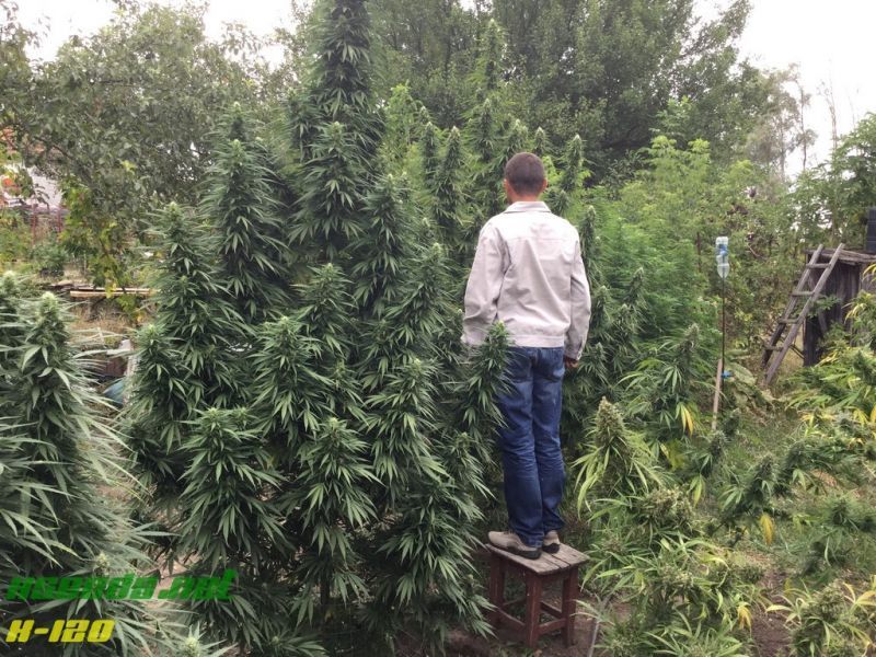 X-120 SuperAuto, Фасовка: 5, изображение 7