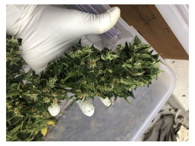 Kalashnikov  Express, Фасовка: 5, изображение 3