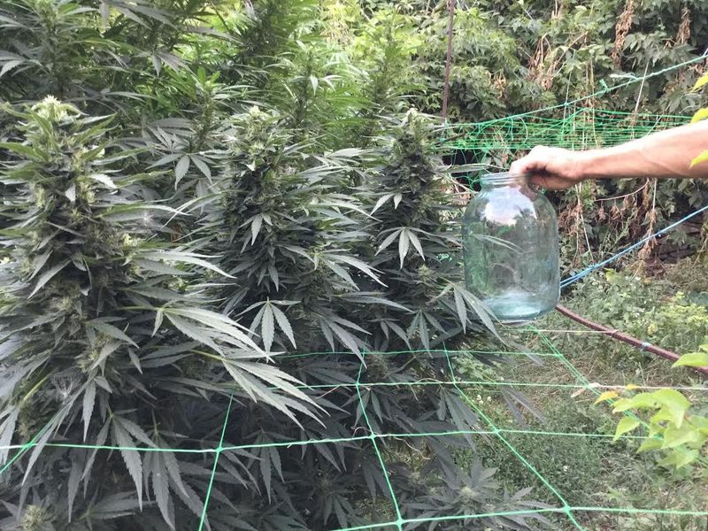 G Gold x Terminatorr Fem, Фасовка: 5, изображение 3