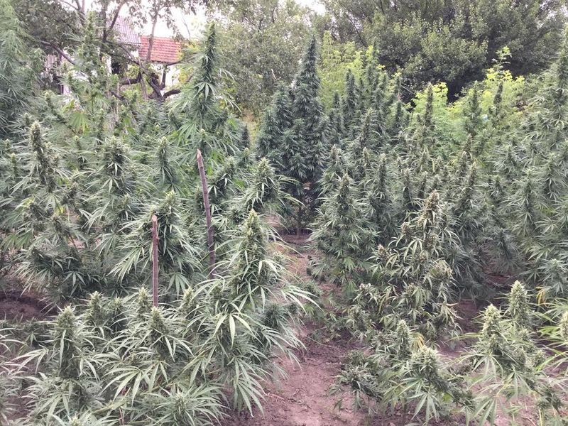 Mexican Monk x Terminatorr Fem, Фасовка: 5, изображение 3