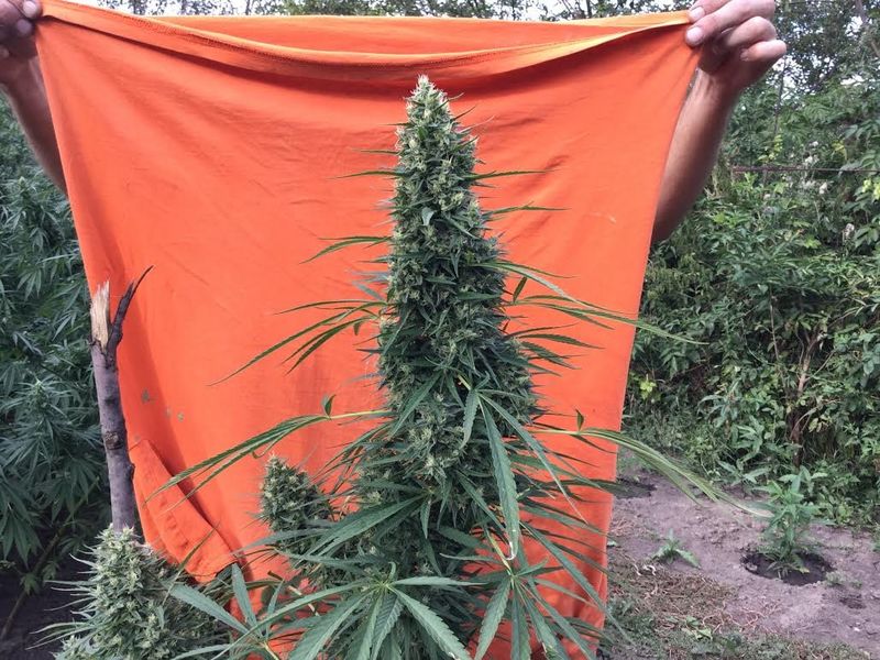 Mexican Monk x Terminatorr Fem, Фасовка: 5