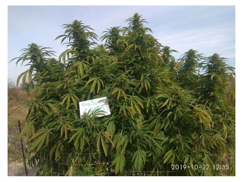 Boy Scout Cookies, Фасовка: 3, изображение 5