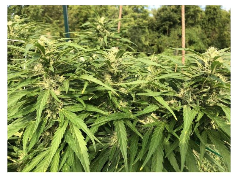 White Critical Express, Фасовка: 3, изображение 2