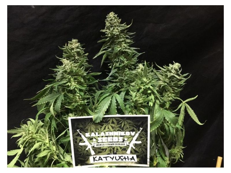 Катюша, Фасовка: 3, изображение 3