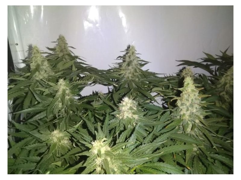 Кубанский убийца, Фасовка: 5, изображение 7