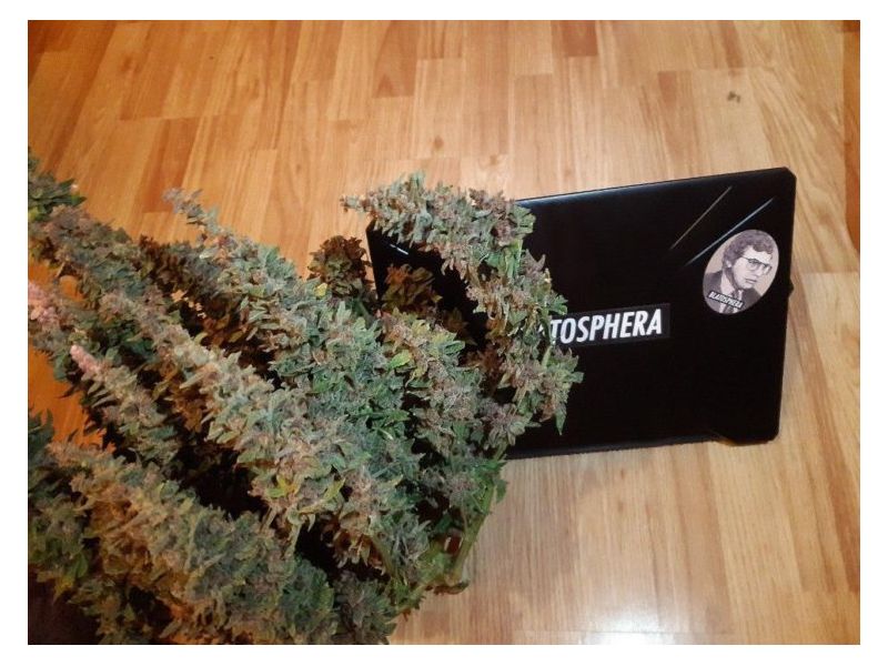 Kalashnikov  Express, Фасовка: 5, изображение 7