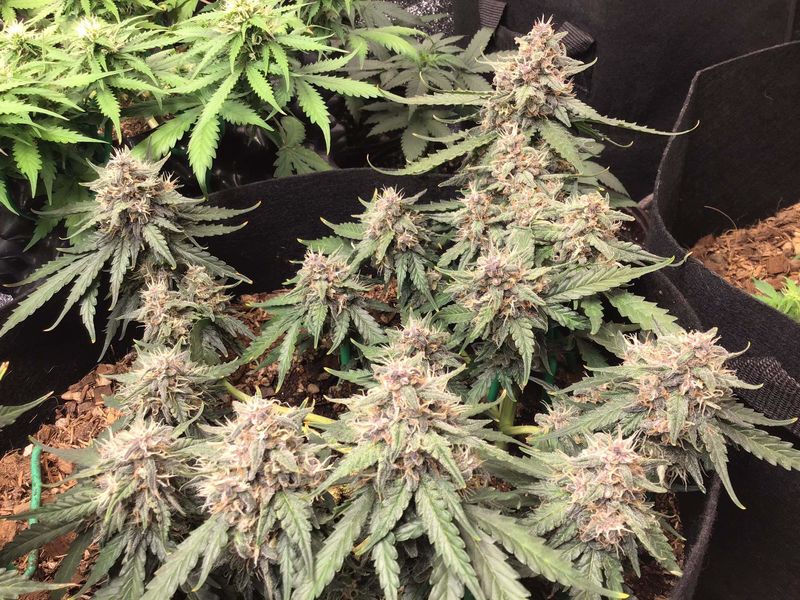 Desfran Auto, Фасовка: 1, изображение 3