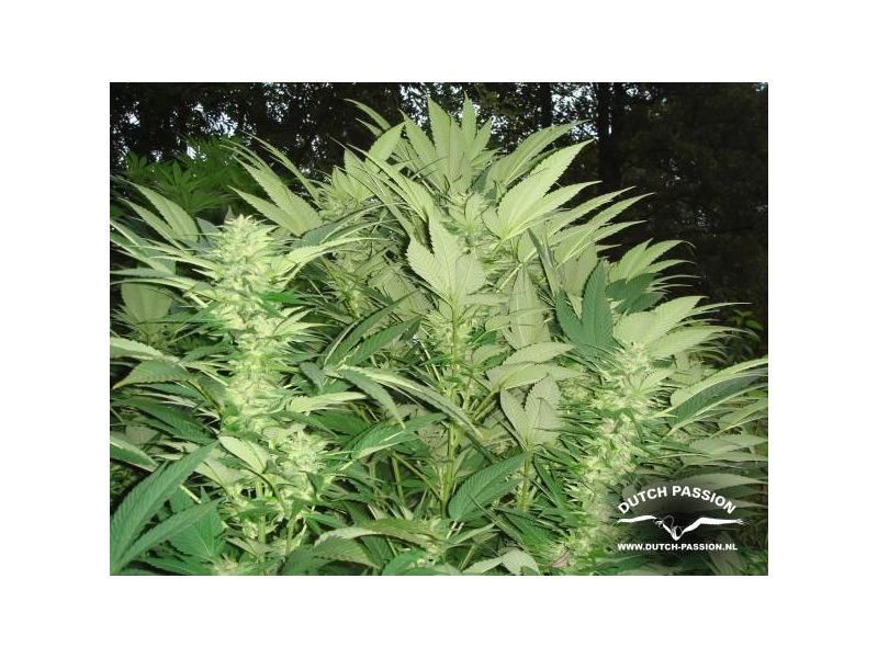 Durban Poison, Фасовка: 3, изображение 3