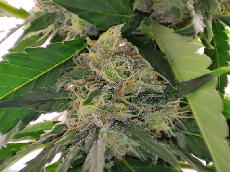 Brake-up Cake, Фасовка: 3, изображение 7