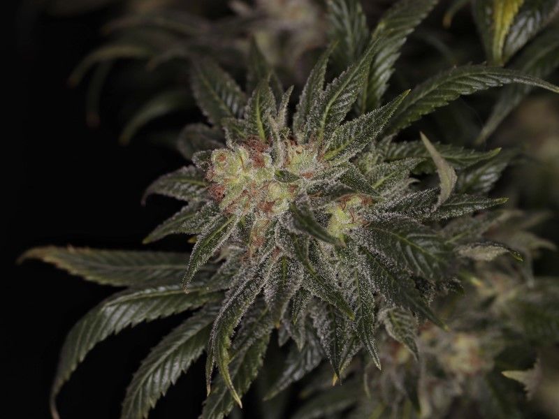 Big Band, Фасовка: 3, изображение 11