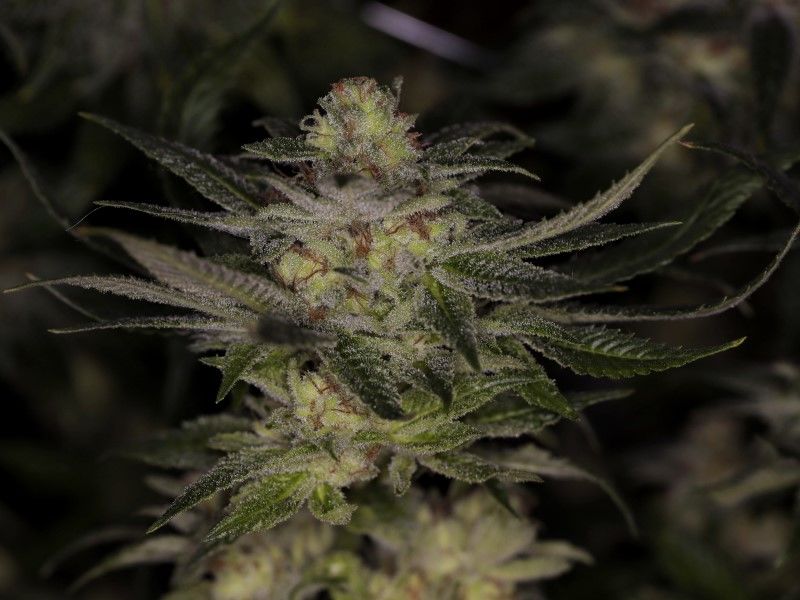 Big Band, Фасовка: 3, изображение 12