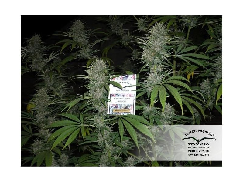 Durban Poison, Фасовка: 3, изображение 6