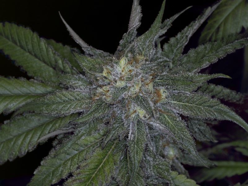 Brake-up Cake, Фасовка: 3, изображение 4