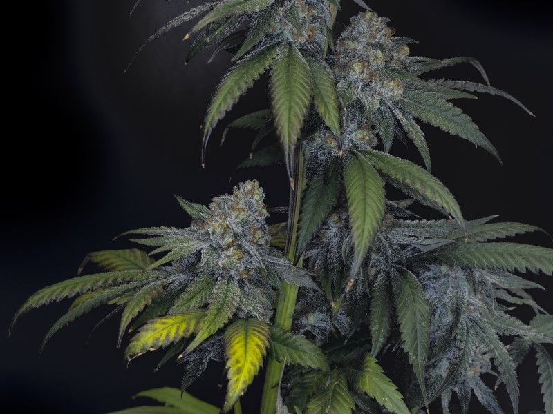 Brake-up Cake, Фасовка: 3, изображение 3