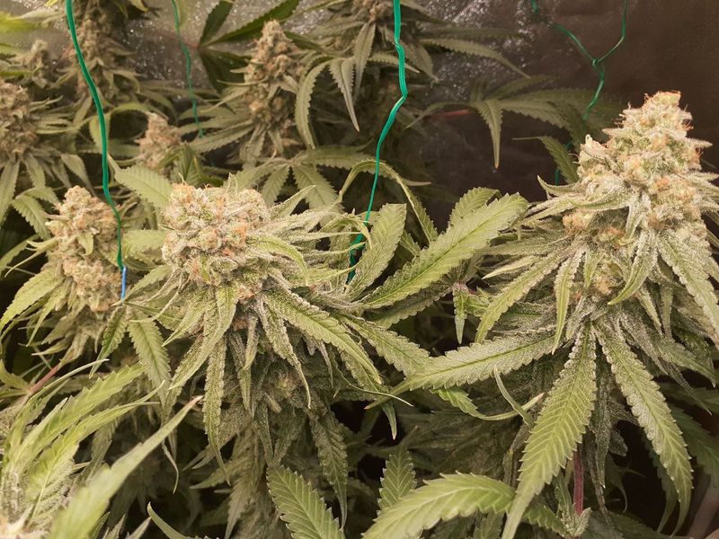 CBD Punch, Фасовка: 10, изображение 3