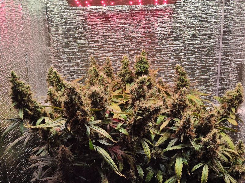 Авто ВДВ, Фасовка: 3, изображение 5