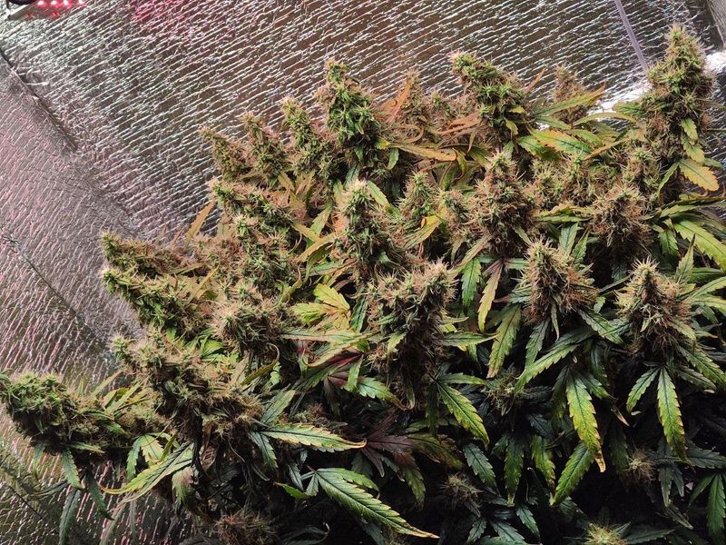 Авто ВДВ, Фасовка: 3, изображение 6