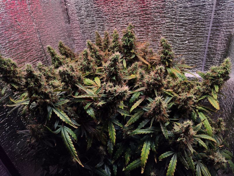 Авто ВДВ, Фасовка: 3, изображение 7