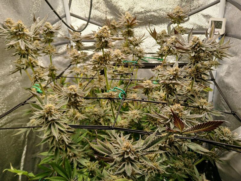 California Octane, Фасовка: 3, изображение 5