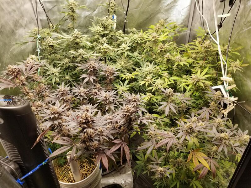 Granny Candy, Фасовка: 3, изображение 4