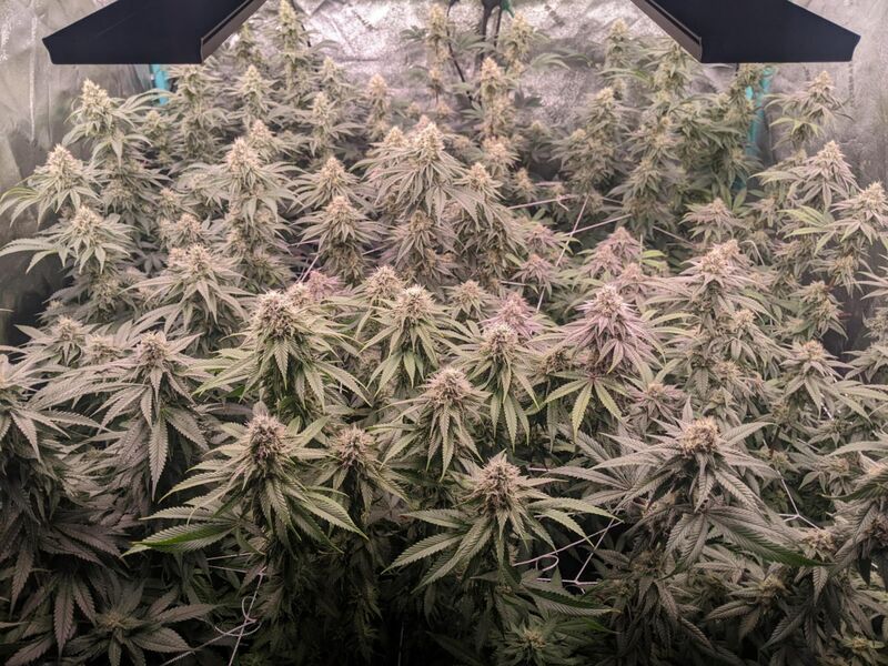 Lemongrass, Фасовка: 3, изображение 5