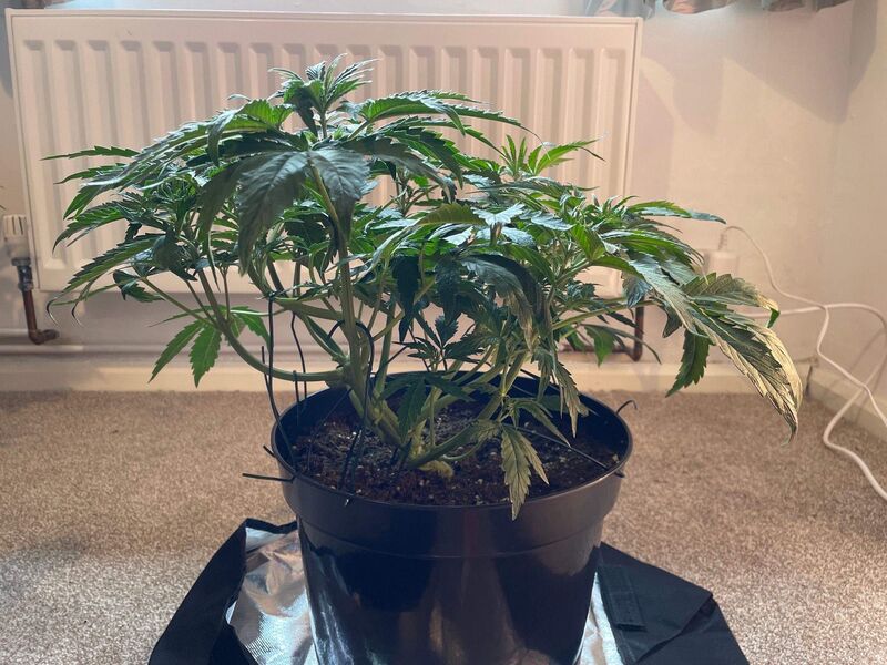 Critical Kush Auto, Фасовка: 3, изображение 5