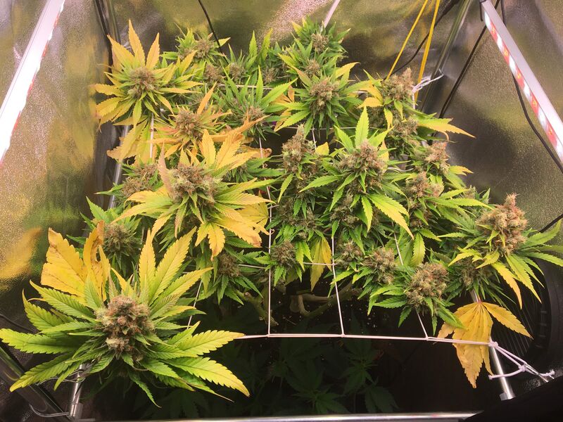 Blueberry OG, Фасовка: 3, изображение 3