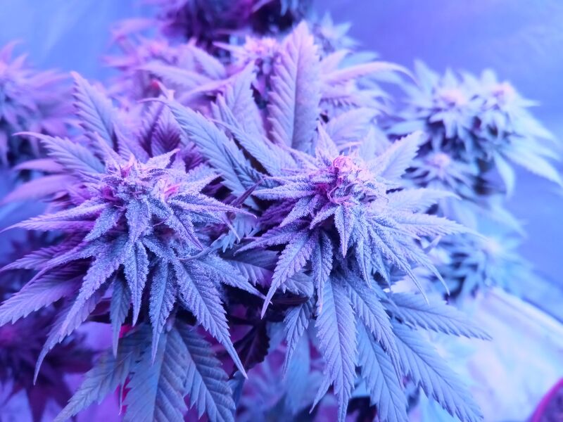 CBD Caramel Reg, Фасовка: 10, изображение 3