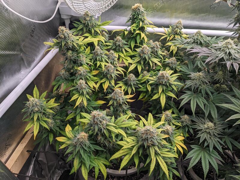 Critical Kush, Фасовка: 5, изображение 2