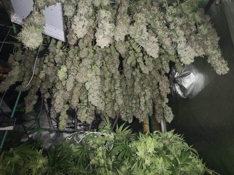 Banana Punch, Фасовка: 5, изображение 5