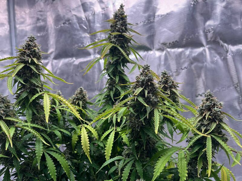 Авто Гагарин, Фасовка: 3, изображение 8