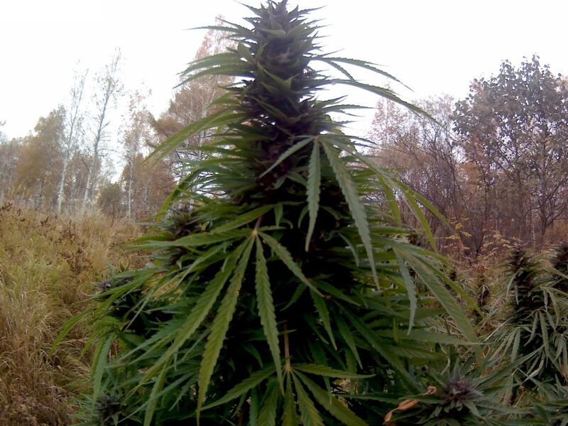 Black Out Reg, Фасовка: 12, изображение 2