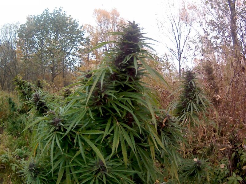 Black Out Reg, Фасовка: 12