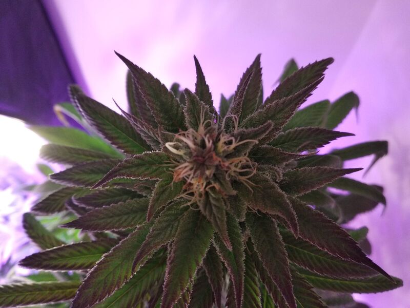 Honey B fem, Фасовка: 10, изображение 4