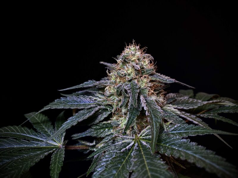 Kush Mintz, Фасовка: 3, изображение 6