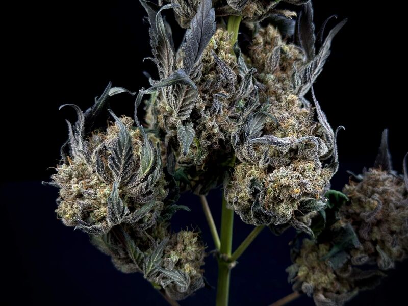 Kush Mintz, Фасовка: 3, изображение 3