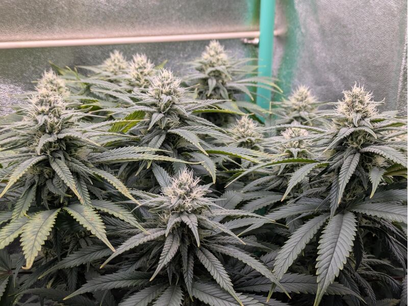 Lemon Drizzle, Фасовка: 5, изображение 4