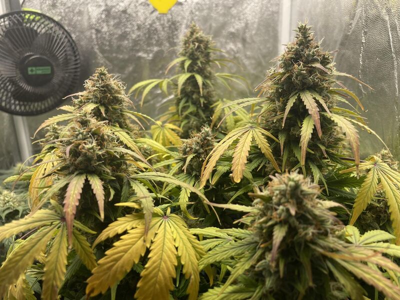 Lemon Haze Auto, Фасовка: 3, изображение 2