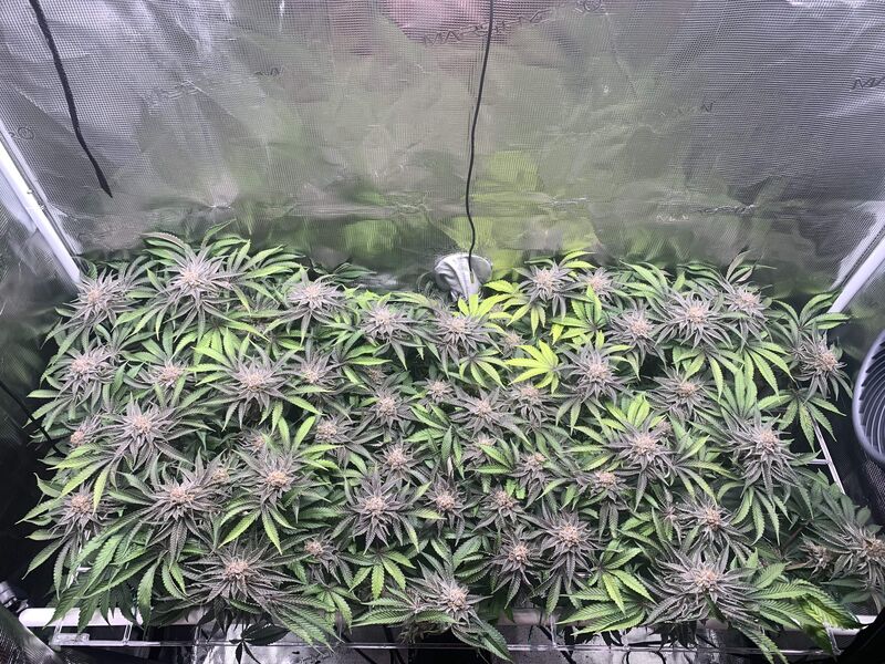 Lemon Tree, Фасовка: 5, изображение 3