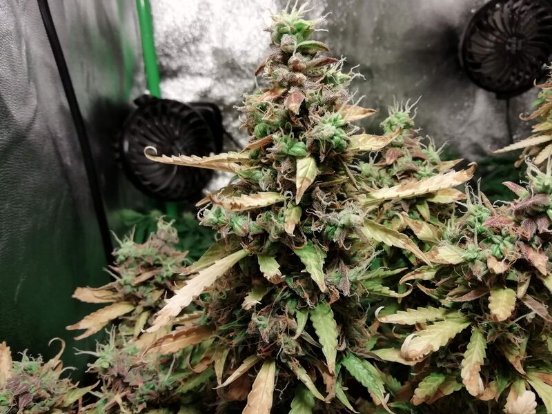 Malana Bomb Auto, Фасовка: 5, изображение 7