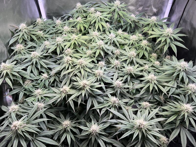 Mimosa EVO, Фасовка: 5, изображение 5