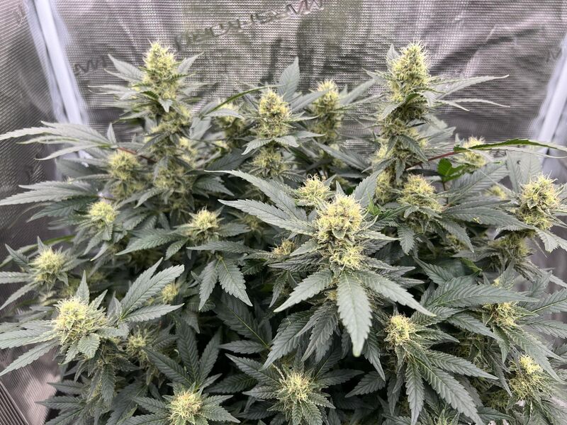 Mimosa EVO, Фасовка: 5, изображение 6