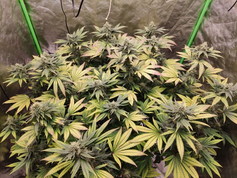 Peyote Cookies, Фасовка: 3, изображение 7